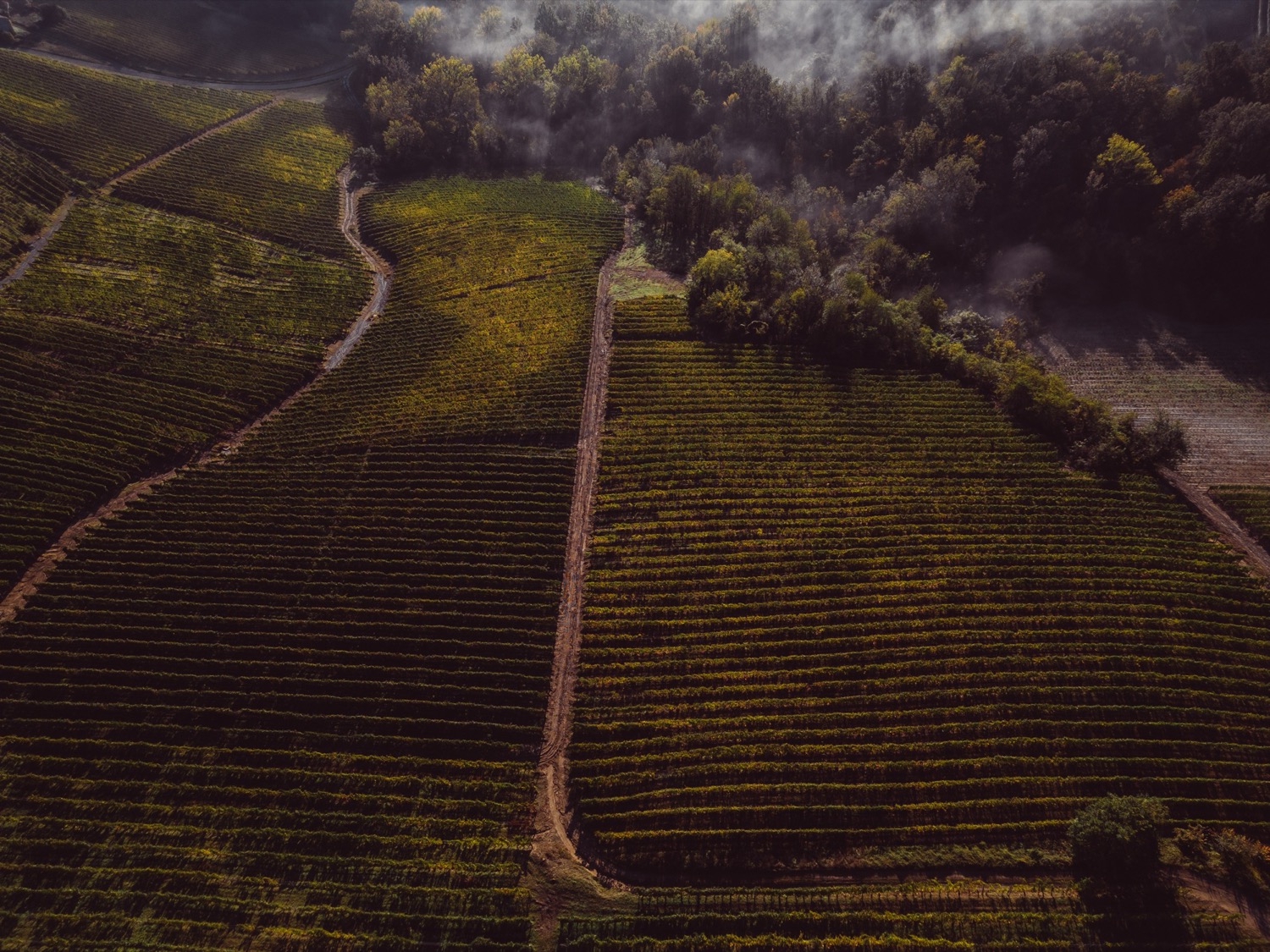 Hillside vineyard rows in the Langhe, Piedmont