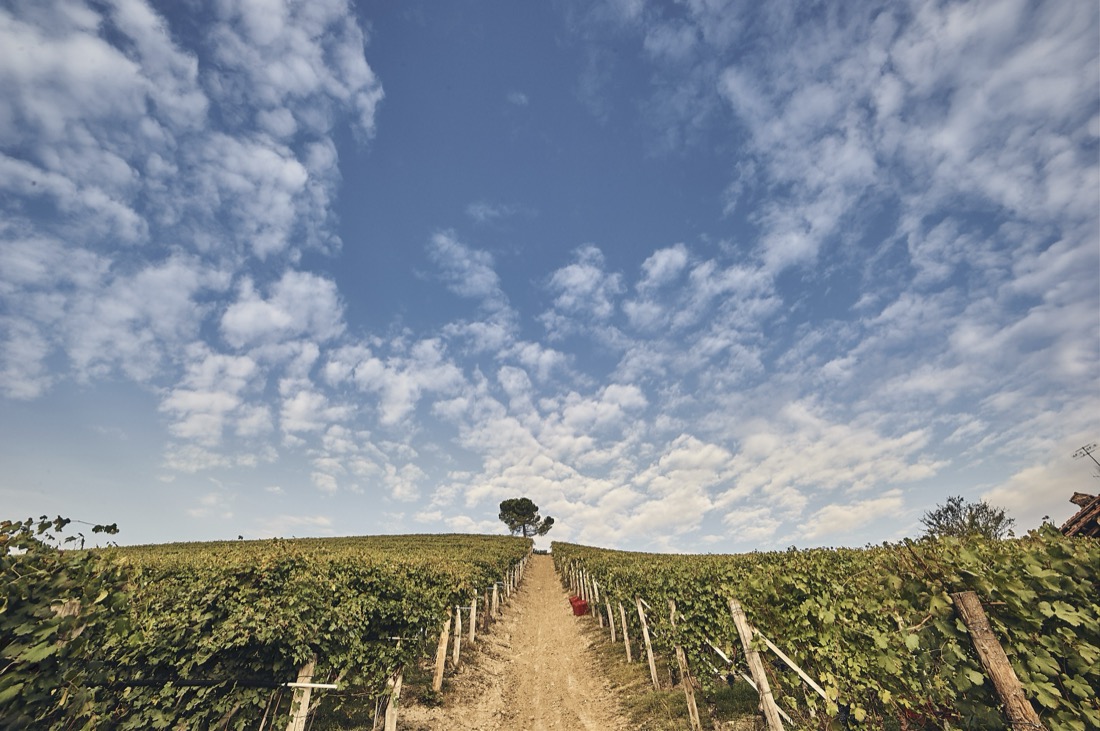 Voices from the vineyard: the interview series